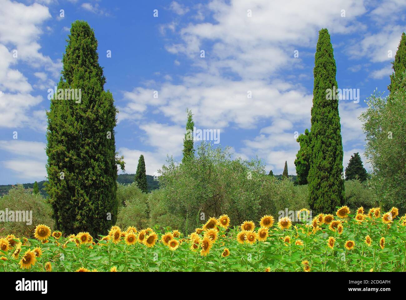 Paesaggio tipico dell'Umbria in Italia Foto Stock