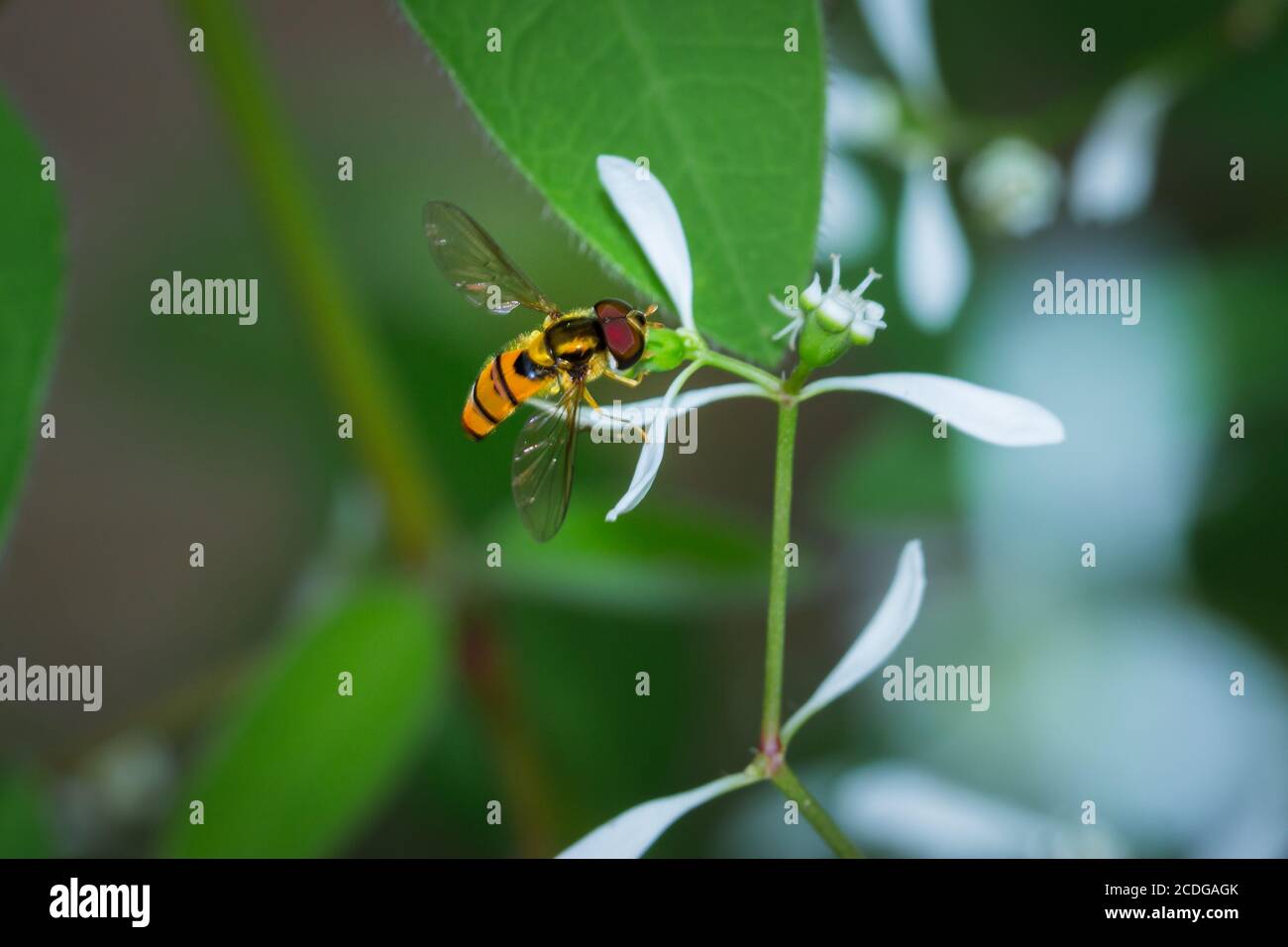 La mosca dand-eyed del drone (Taieniops di Eristalinus) che si alimenta sui fiori bianchi fiorenti, Pietermaritzburg, Sudafrica Foto Stock