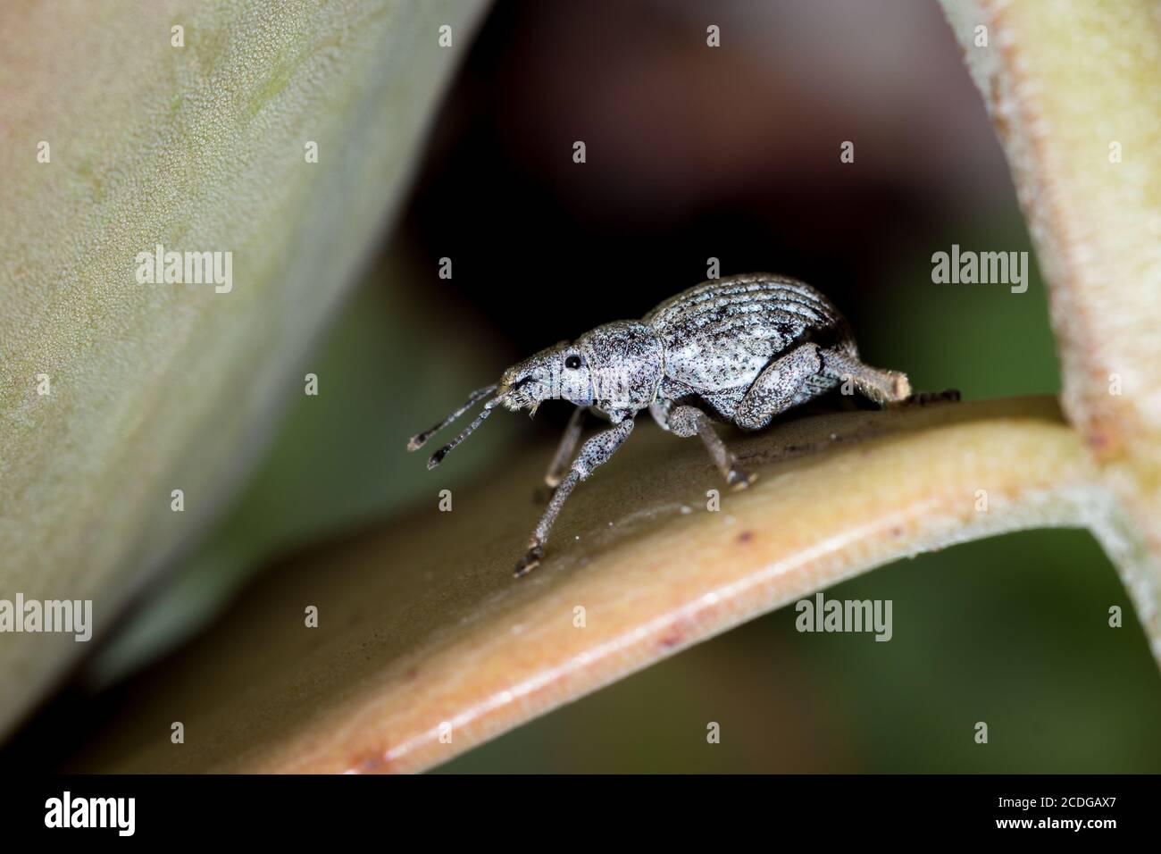 Gray Bearded weevil (Protostrophus), Parco Nazionale Kruger, Sud Africa Foto Stock