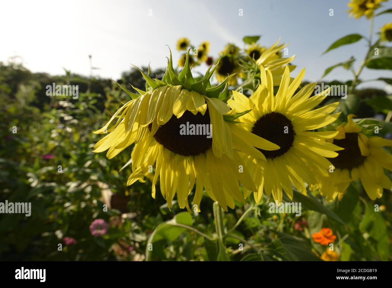 Urban Gardens, compresa la nuova costruzione, più nuovi prodotti di coltivazione, peperoni, broccoli, kale, avocado, e banane Foto Stock