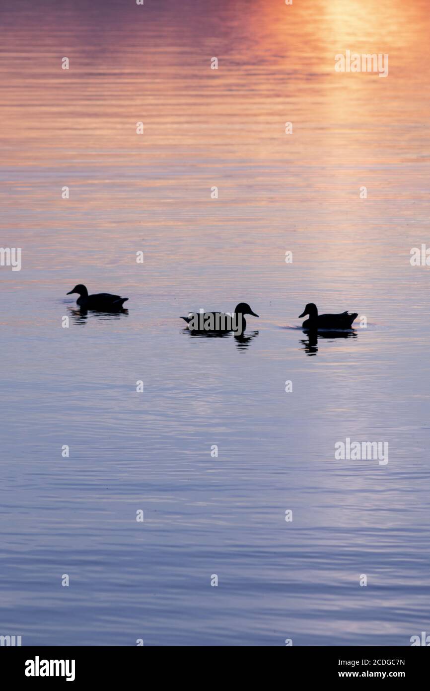 Anatre nel lago Saimaa Foto Stock