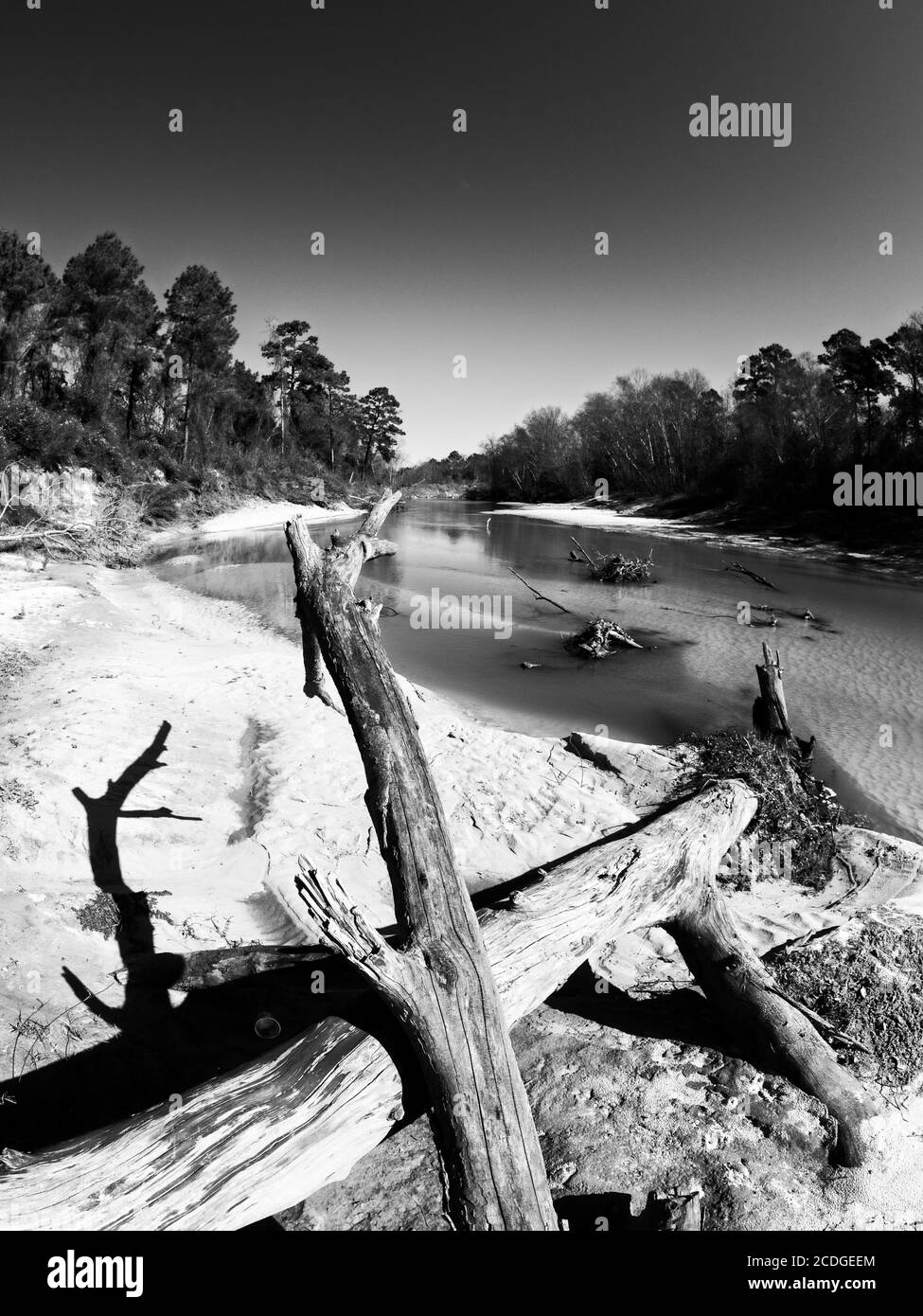 The Woodlands TX USA - 01-20-2020 - alberi morti in Un letto sul fiume Sandy lungo un Creek 2 in B&W. Foto Stock