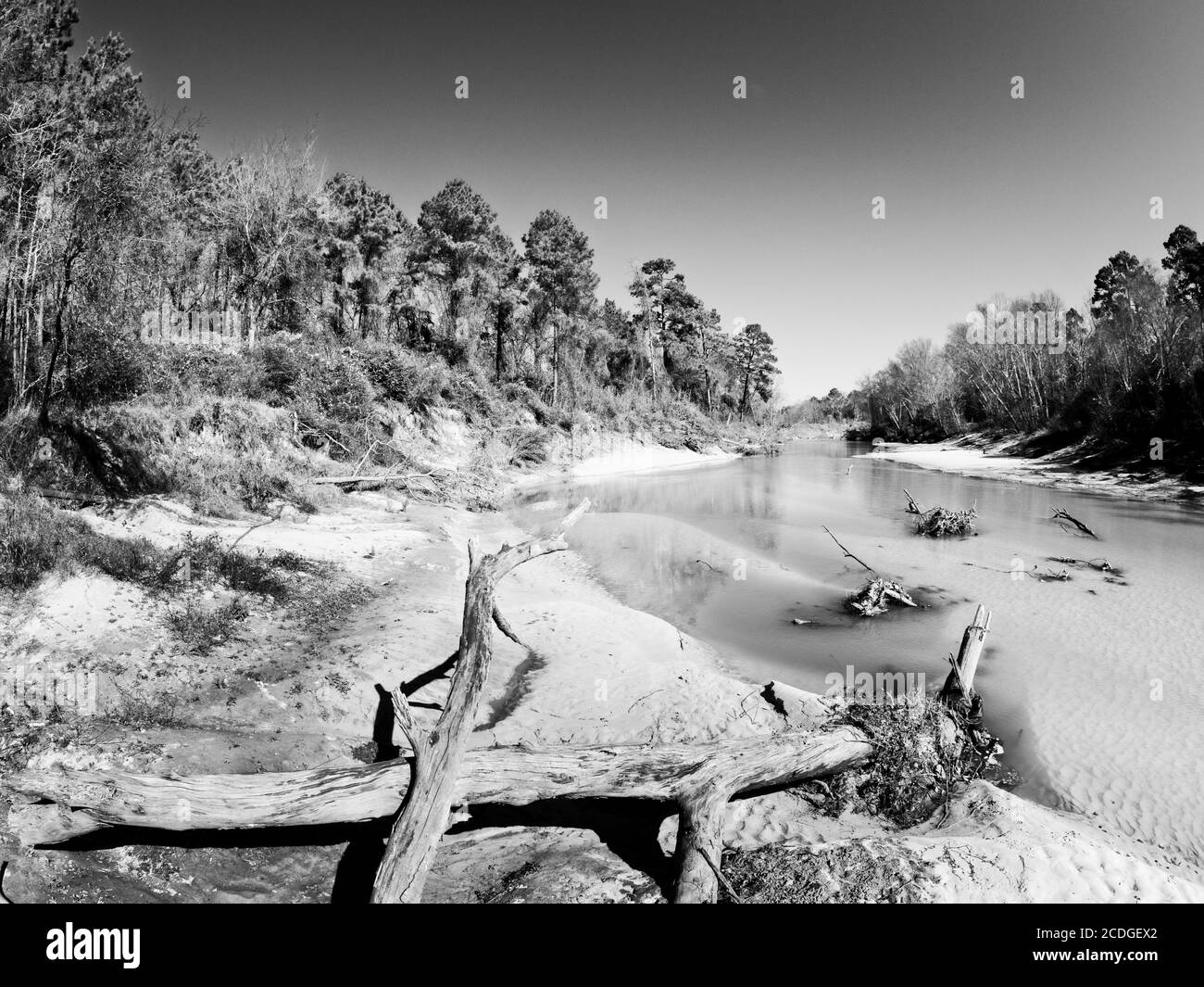 The Woodlands TX USA - 01-20-2020 - alberi morti in Un letto sul fiume Sandy lungo un torrente in B&W. Foto Stock