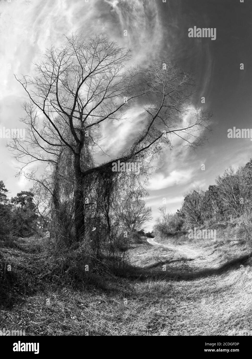 The Woodlands TX USA - 02-07-2020 - albero morto - Blue Sky - Sentiero in B&W. Foto Stock