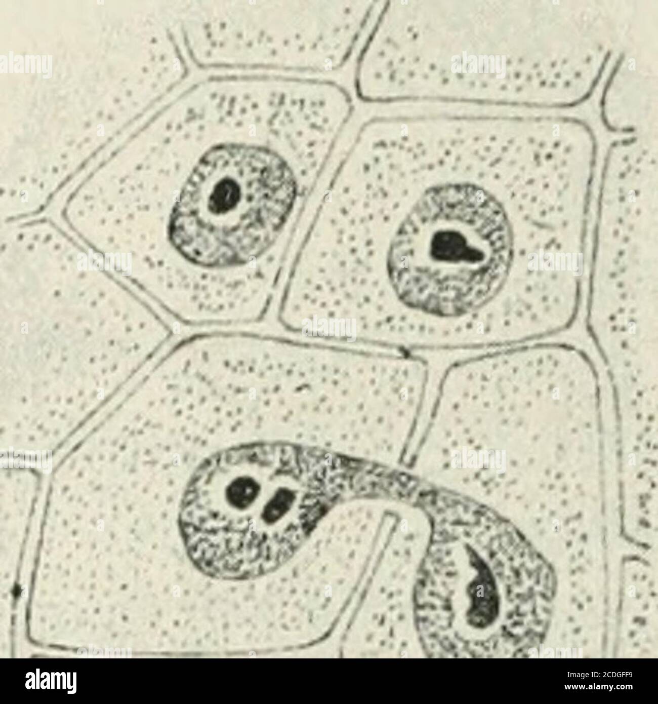 . Allgemeine Pflanzenkaryologie . nen Endospermen haben wir auch in den vor der be- L 202 Der Ruhekals (jomponente des lebendigen Zellganzen fruchtunji aiig-elegten 9 Prothallien der Gymnospermen und mancherPteridophiten und ebeno ähnlichen Verschluß nach innhern (Strasoka-1880), 1890, in sonders. Campbell 1905 a).Vaiiationen im einzelnen kommen dabei genug^sam vor, dBnn der Zeit-punkt, in dem die Wände sich anlegen, ist ein sehr wechselnder. Sohaben Pi7ius (FERGUSON 1904) und Araucaria (BURLINGAME 1914)^)gegen 2000 freie nuclei^), Welwitschia (Pearson 1909) 1024, Ephedra Foto Stock