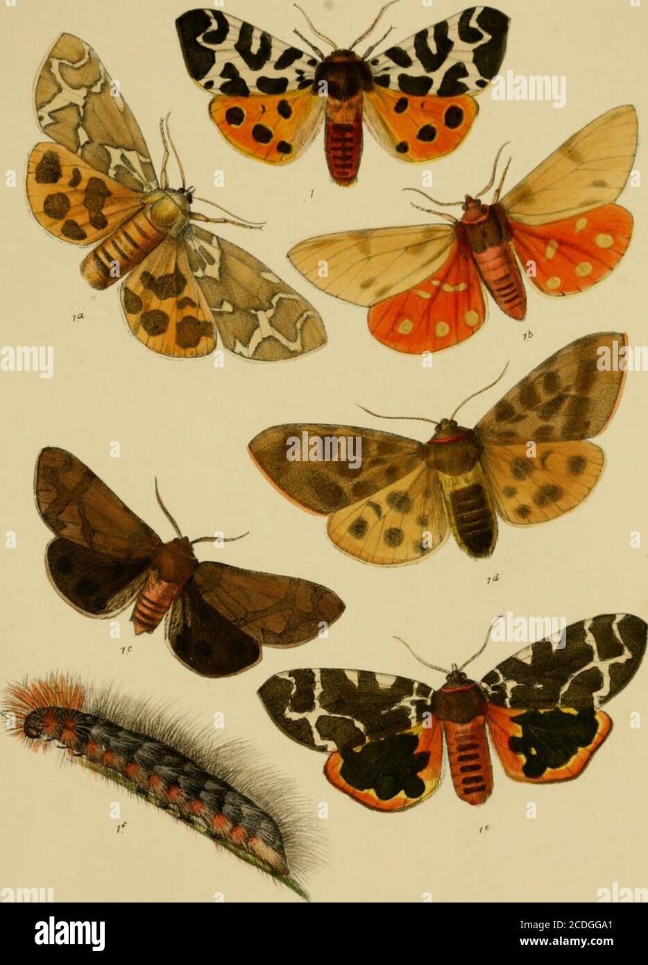 . Lepidoptera delle Isole britanniche : un resoconto descrittivo delle famiglie, dei generi e delle specie indigene della Gran Bretagna e dell'Irlanda, dei loro stati preparatori, delle loro abitudini e delle loro località . R. Morgan, del «t lith vinc«rft. Brooks.D&y &. SoTvIinp hRm0V9 dcCPLondon PLATE LXXI. Fig. 1. Arctia caja. la. „ var. Dr. Mason. Lb. )> )» Sig. S. Webb. IC. J 5> Dr. Mason. ID. !J ;) Sig. S. Webb. le. 53 5 5> 1/. J) 55 larva. PIASTRA 71.. RMOT^An-AoLetlitK ?^Snc«nt BrooUsDayiSorJinp L Reeve &. C9 Lffixdon. PIASTRA LXXIL Fig. 1. Arctia caja var. Dr. Mason. la. jj „ Sig. S. Webb. IH. 55 „ Sig. C. A. Briga Foto Stock