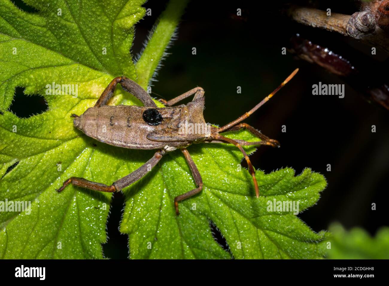 Twig wilter bug (Holopterna alata), Città del Capo, Sud Africa Foto Stock