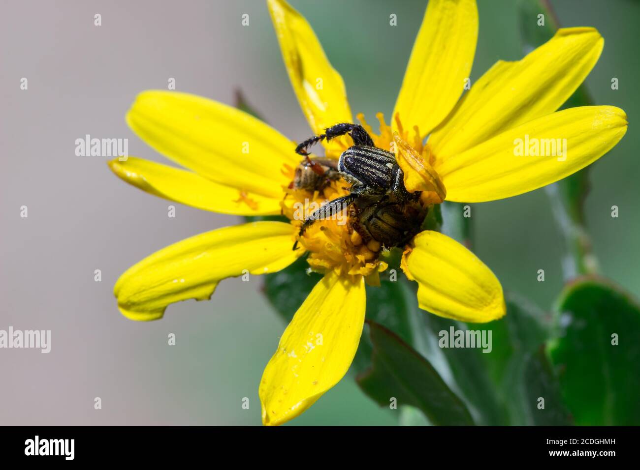 Le scimmie striate nere si accoppiano su un fiore giallo a margherita, Sudafrica Foto Stock