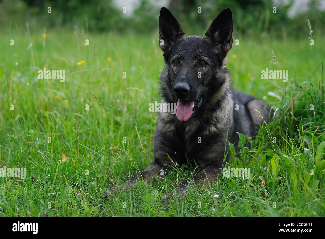 La linea di prestazioni German Shepherd Dog grigia giace su un prato In Svizzera Foto Stock
