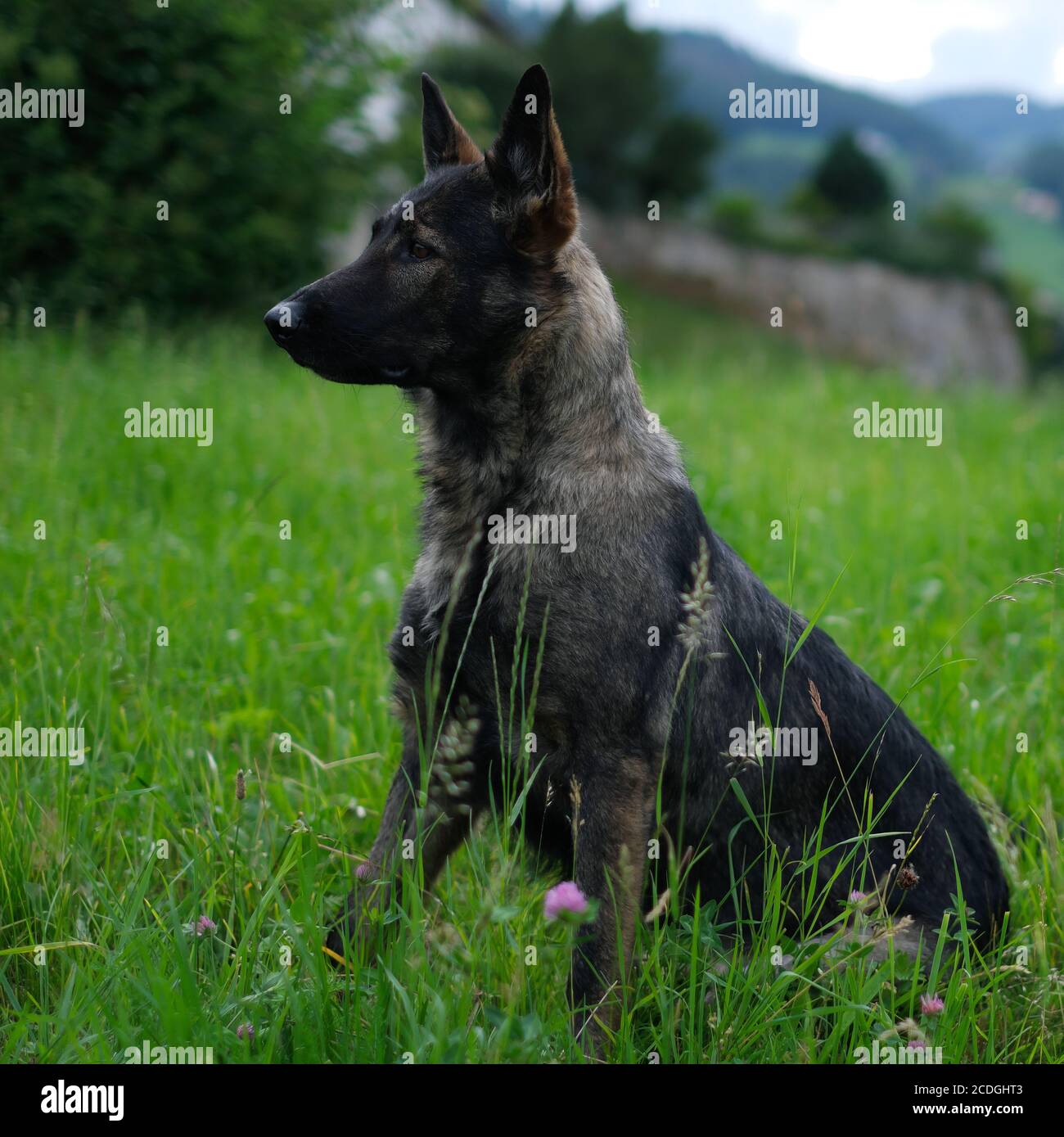 German Shepherd Dog performance line grigio seduta su un prato in Svizzera, sullo sfondo si possono vedere le montagne Foto Stock