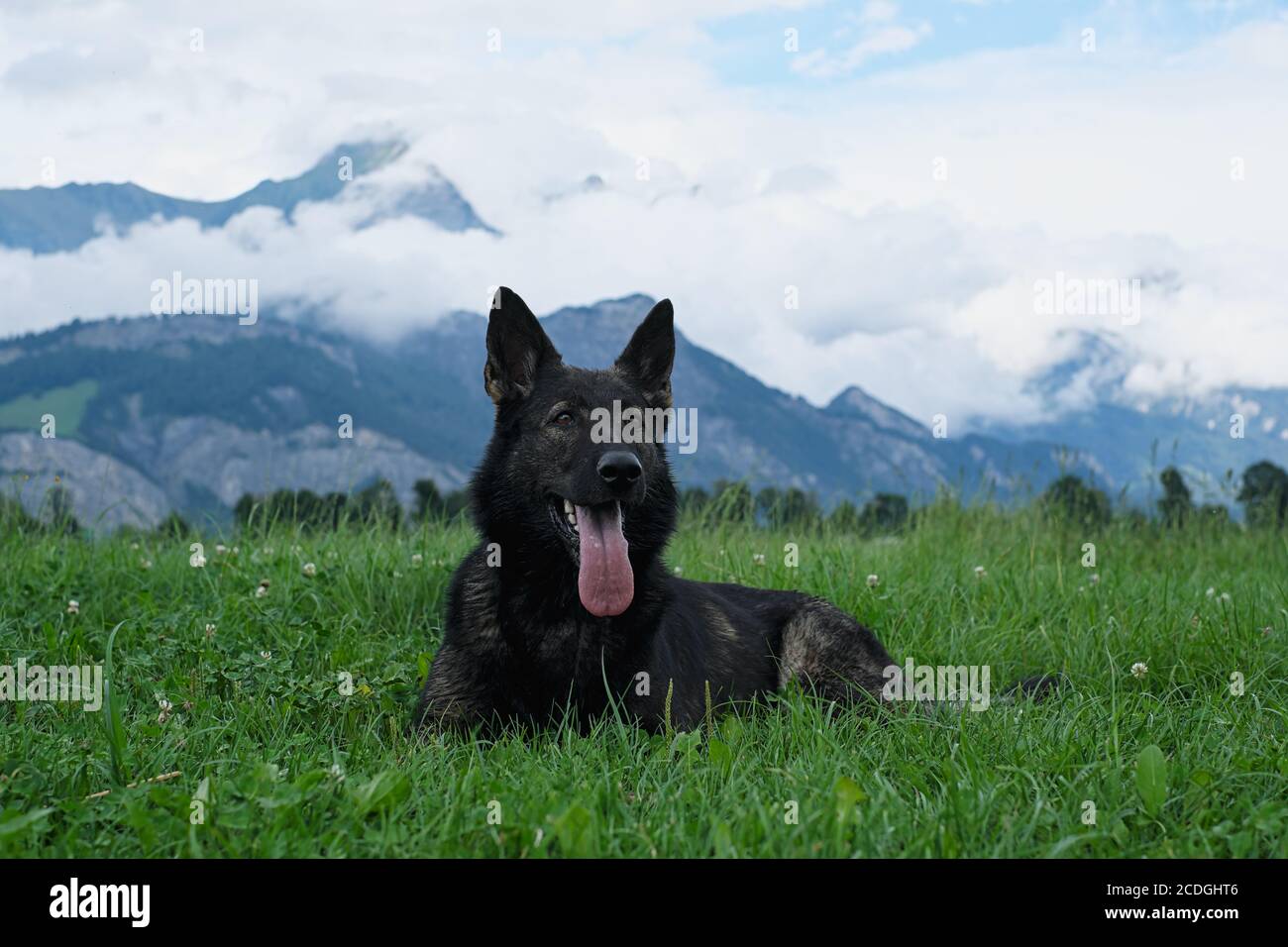 German Shepherd Dog performance line Grey giace su un prato in Svizzera, sullo sfondo si può vedere un muro di nebbia e le montagne Foto Stock