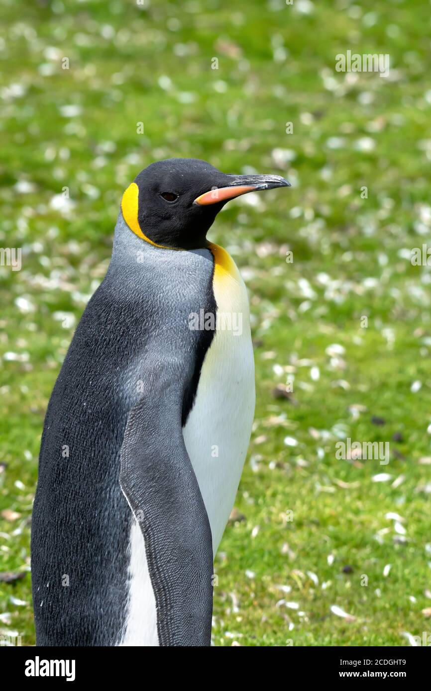 Ritratto di un pinguino di Re a Volontario Point, Isole Falkland. Foto Stock