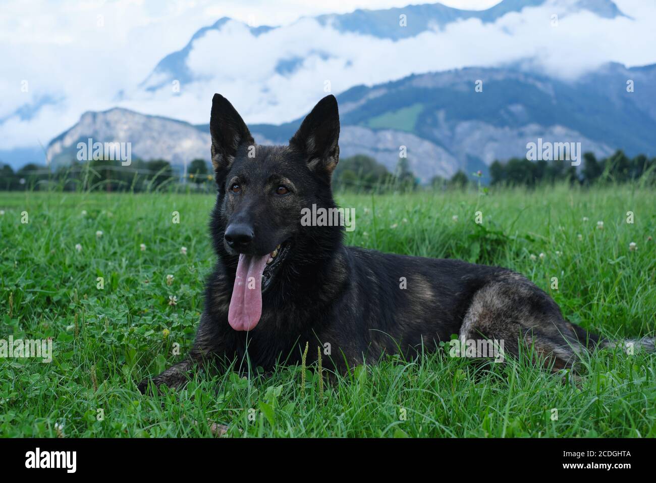 German Shepherd Dog performance line Grey giace su un prato in Svizzera, sullo sfondo si può vedere un muro di nebbia e le montagne Foto Stock