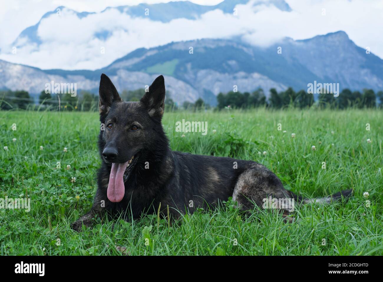German Shepherd Dog performance line Grey giace su un prato in Svizzera, sullo sfondo si può vedere un muro di nebbia e le montagne Foto Stock
