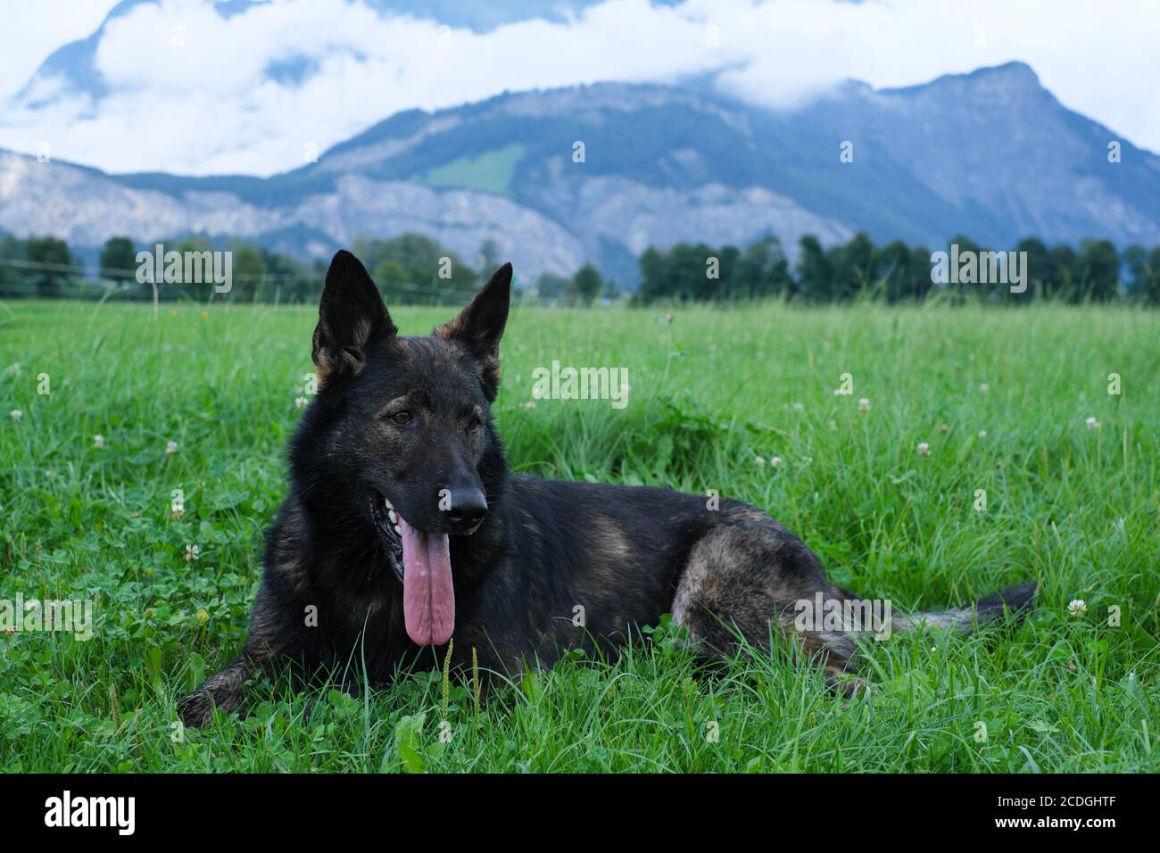 German Shepherd Dog performance line Grey giace su un prato in Svizzera, sullo sfondo si può vedere un muro di nebbia e le montagne Foto Stock