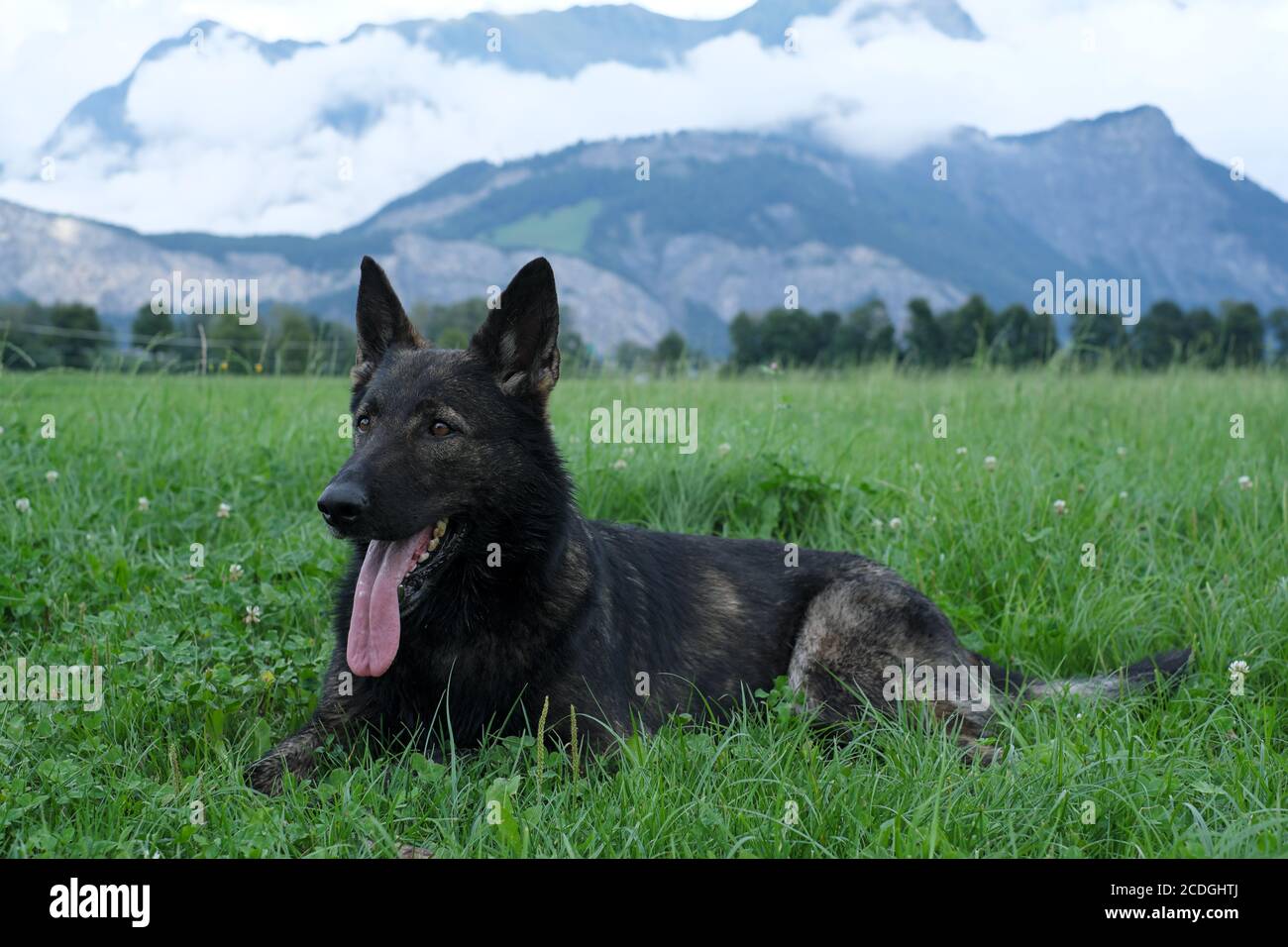 German Shepherd Dog performance line Grey giace su un prato in Svizzera, sullo sfondo si può vedere un muro di nebbia e le montagne Foto Stock
