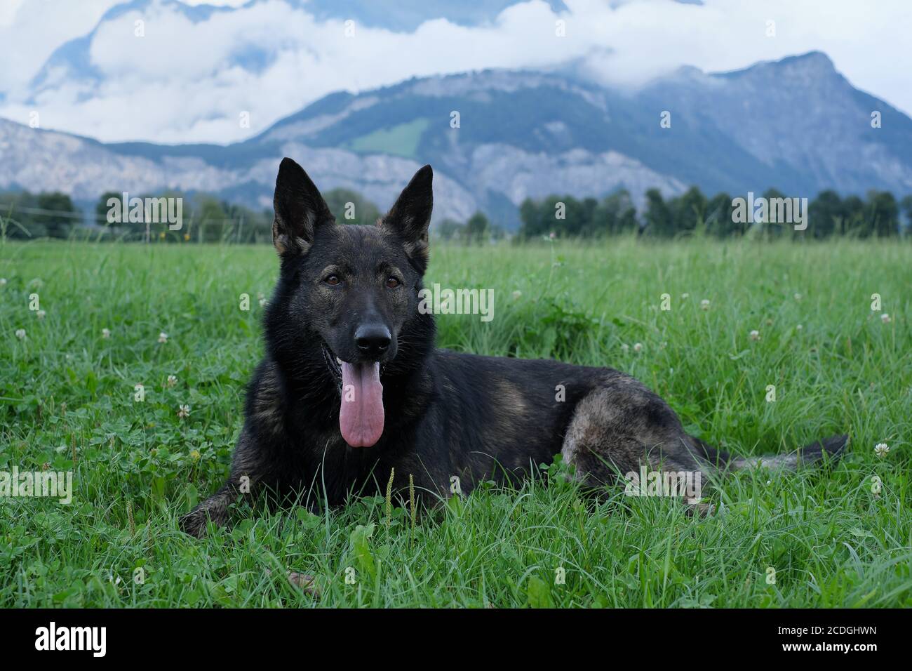German Shepherd Dog performance line Grey giace su un prato in Svizzera, sullo sfondo si può vedere un muro di nebbia e le montagne Foto Stock