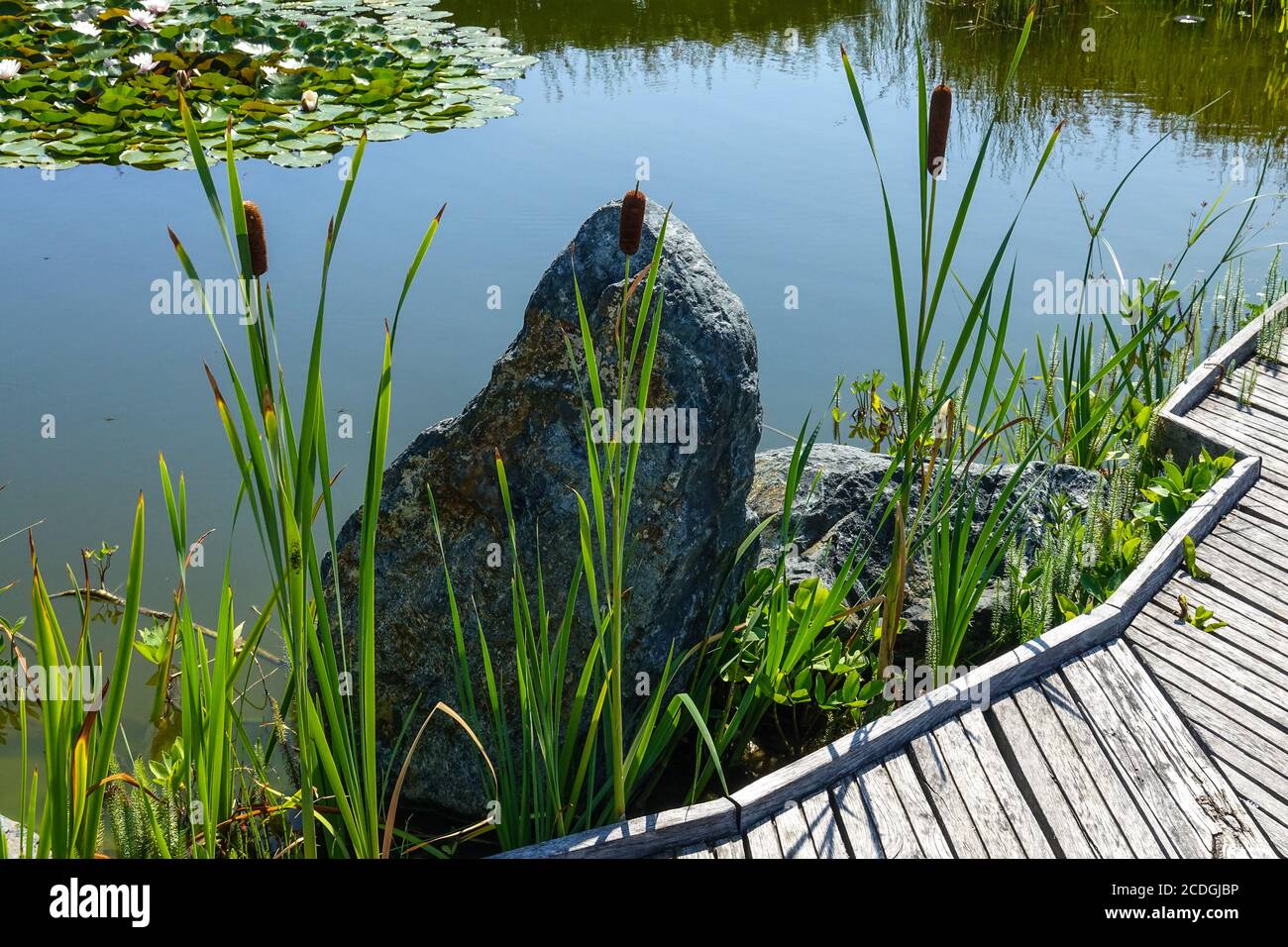 Pietra decorativa e piante acquatiche in crescita, cannuccia e ninfee in un laghetto giardino, un percorso in legno intorno, raccolta di acqua piovana Foto Stock
