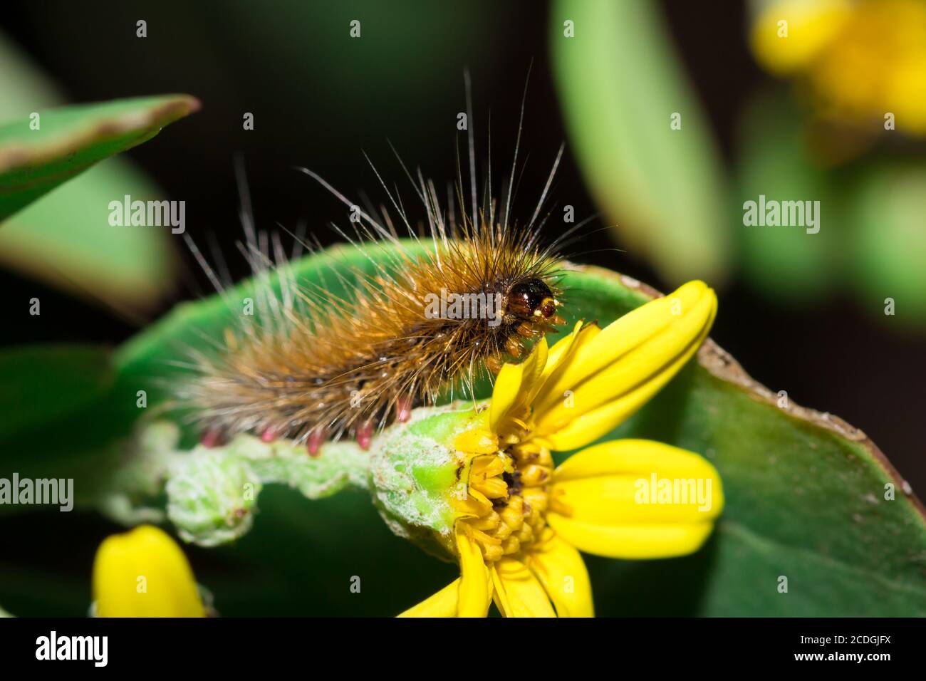 Marrone Hairy (Tiger Moth) caterpillar mangiare un fiore giallo, Città del Capo, Sud Africa Foto Stock