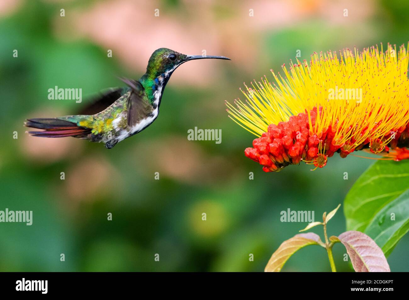 Un giovane hummingbird nero-thorated Mango che si nutre su Monkey Brush, Hummingbird in volo, uccello in natura, fiore esotico, giardino tropicale Foto Stock