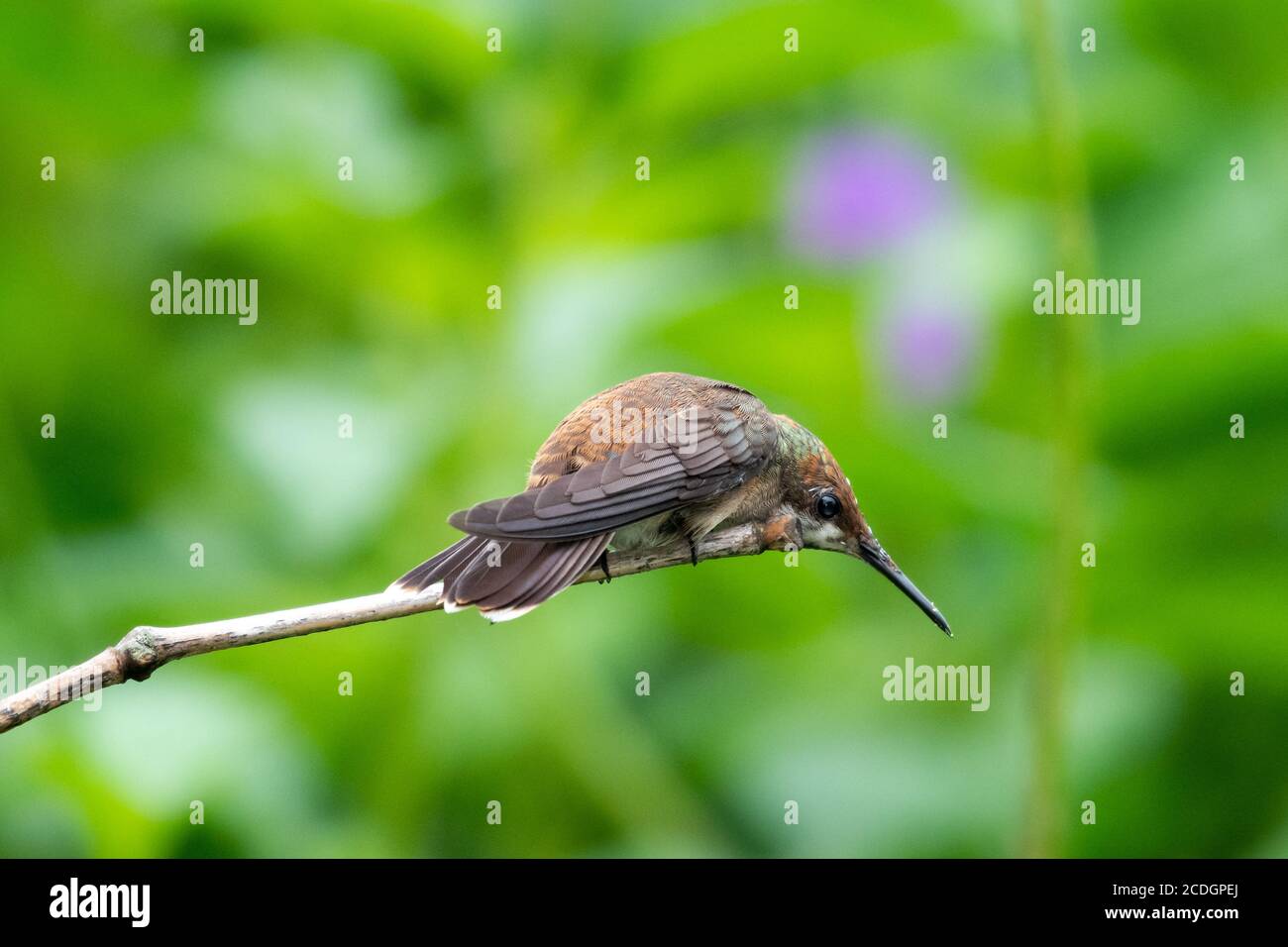 Una giovane colibrì Ruby Topaz in una posizione difensiva pronta a difendere il suo persico. Un uccello in natura. Hummingbird che perching in un giardino Foto Stock