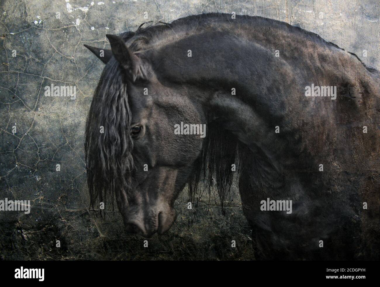 Stallone Frisone nero Foto Stock
