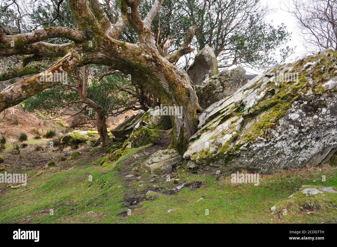 Albero gnarled che cresce tra affioramenti rocciosi nel parco nazionale di Killarney. Una regione montagnosa a sud e ad ovest della città di Killarney in Co Foto Stock