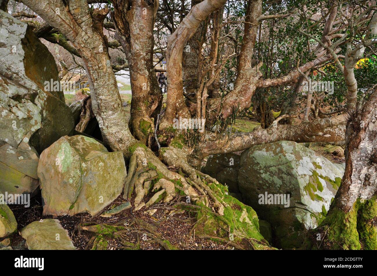 Albero gnarled che cresce tra affioramenti rocciosi nel parco nazionale di Killarney. Una regione montagnosa a sud e ad ovest della città di Killarney in Co Foto Stock
