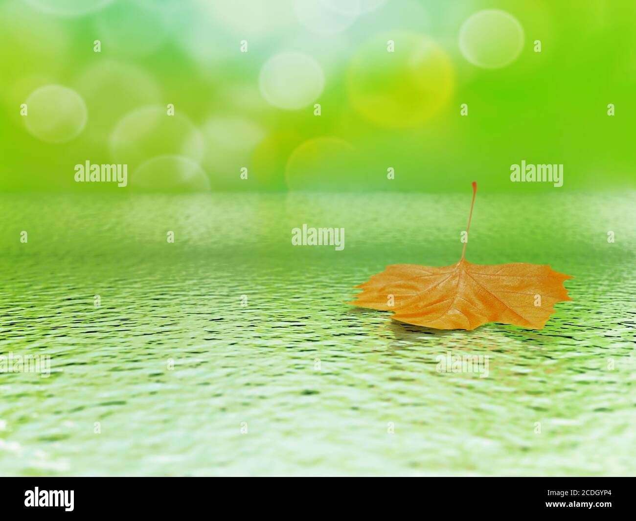 una foglia di mapple arancione in acqua su un blu tenero Foto Stock