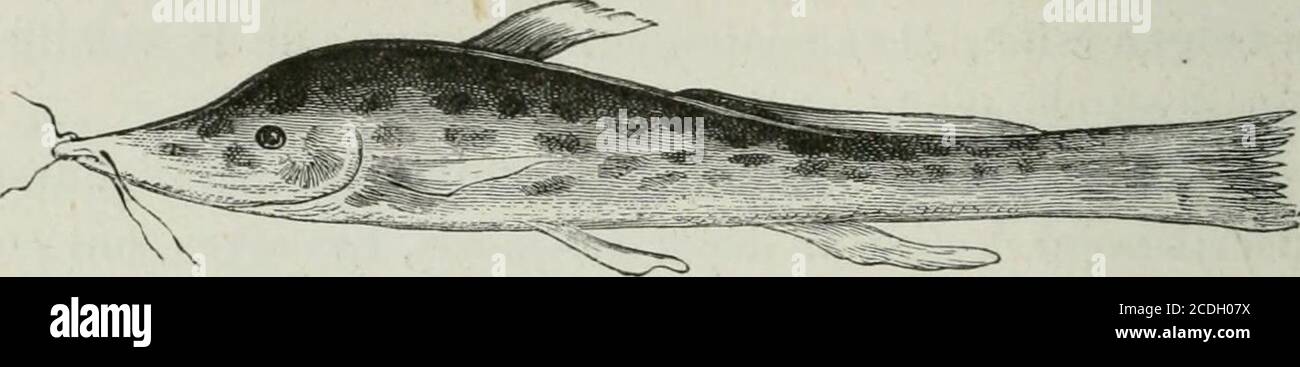 . Comment j'ai traversé l'Afrique despuis l'Atlantique jusqu'a l'Océan indien a travers des régions inconnues . mites. CE sont dassez bons chasseurs et ils ramassent dans la forêtune grande quantité de cire. ILS accordent aux femmes beaucoup Plus de considérationquelles nen ont dans les autres tribus que javais visitées au-paravant, où, régulièrement, elles ne sont que les derniersesclaves de leurs maris. Lhabileté des Ambouélas à la pêche est grande, mais nestque naturelle, puisquils passent leur vie au milieu dune ri-vière dont la faune aquatique est des Plus variées. Au fait, la Couchibi es Foto Stock