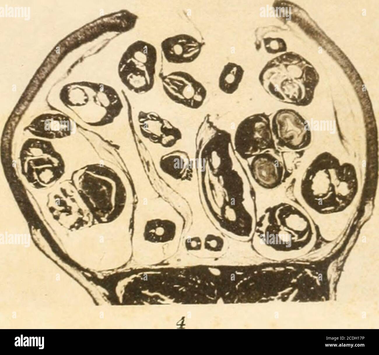 . Anatomische Hefte . Verlag von J. F. Bergmann, Wiesbaden.Crayondruck von J. ß. Oberuelter, München. Weitere Beiträge zur Kenntnis der Embryotrophe. 40 NEROPHIS. Die untersuchte Spezies guerra Neropliis ofidion. EinTeil der verfügbaren Exemplare war im Fimii scheu Meerbusengefangen, ein Teil stampare aus Neapel. Von beiden Ortenwaren sowohl jüngere wie ältere Exemplare verfügbar, ebensoauch verschiedene Entwicklungsstadien der in den Eiern ein-geschlossenen Embrvonen. Zwischen jüngeren und älteren Tieren, nach der Grössebestimmt, tindet sich in der Anordnung der Eier ein rechtgi-osser Unterschi Foto Stock