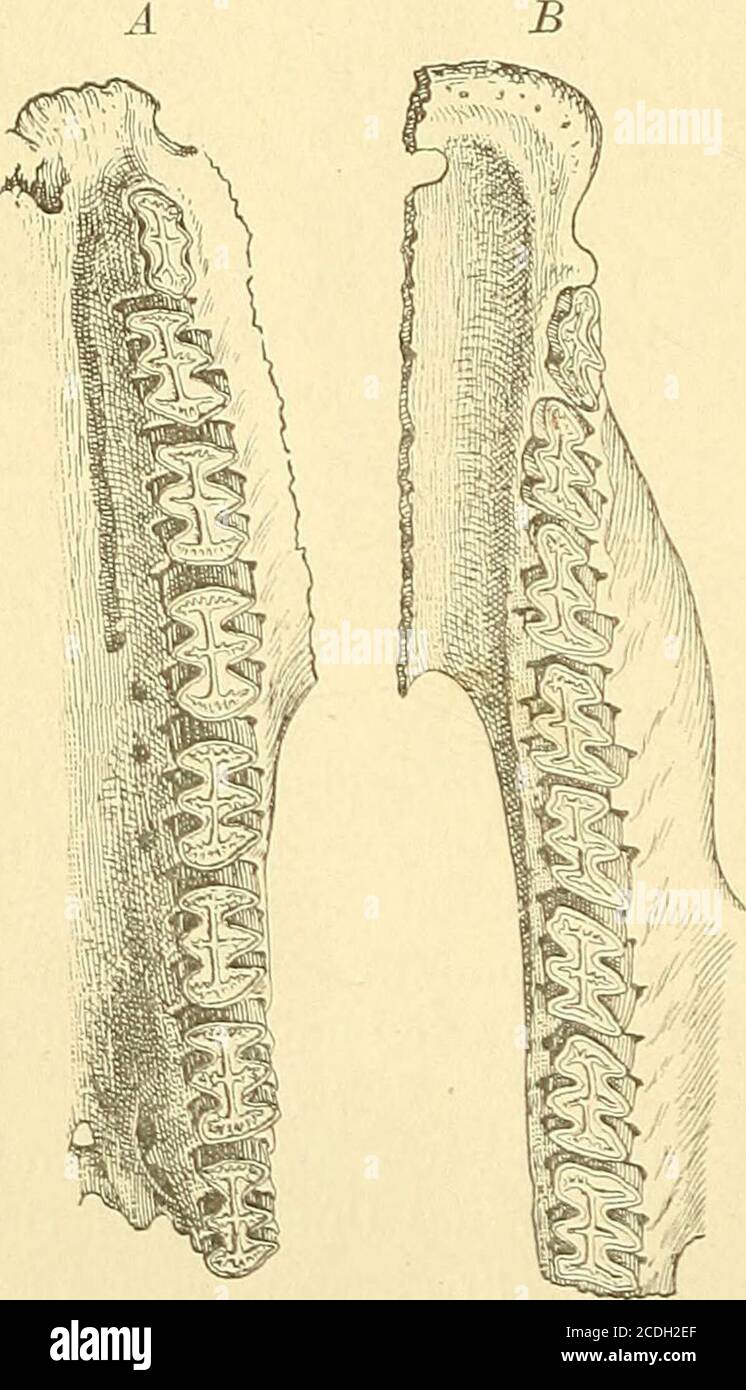 . Palæontologie ntüberzug, einer hartenäusseren und einer weicheren inneren,meist ziemlich stork abgekauten Dentin-schicht und Längs und Handel mit bandförmigeAx und Verkauf von Dienstleistungen und Verkauf von Dienstleistungen und Verkauf von Dienstleistungen. Die Zahnkrone wirdhorizontal abgekaut, doch ragt die vaso-dentinaxe mit ihren drei Querbalkenmeist etwas über die innere Dentmschichtvor. Zuweilen finden sich im Zwischen-kiefer Alveolen von rudimentären stift-förmigen Schneidezähnen. Von den Extremitäten sind diehinte Foto Stock