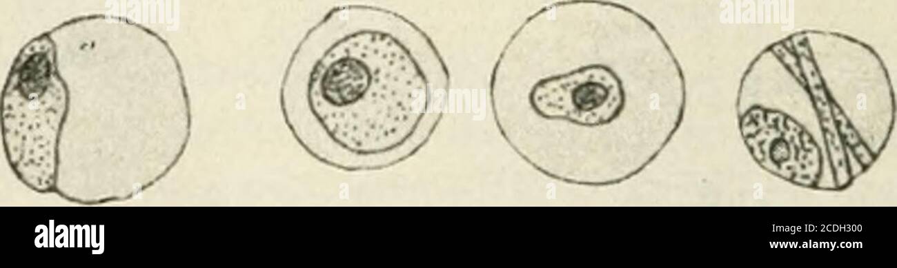 . Allgemeine Pflanzenkaryologie . Fig. 17. Musa chinensis. Blasenkerne.Vergr. 950. (Nach Molisch.) Foto Stock