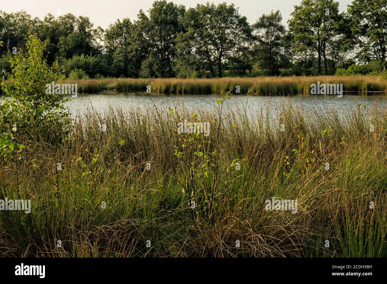 Stagno sulle brughiere a Drenthe, Paesi Bassi Foto Stock
