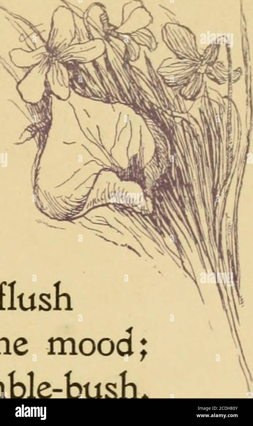 . Il fieno colpevole . Ora sopra le violette azzure filo che salta lungo in leggero umore; ed ora prospera il bramble-cespuglio, fino a che i suoi punti sono tinti in sangue di fata*ha saltato la palude, ha perforato il corride, ha swum il ruscello, e ha guastato la palma, fino a che i suoi spiriti affondano, E i suoi arti si indebolì, e il rosso cerato svenutore nella sua guancia. Era caduto a terra, per aspro e dim era la sua pista in avanti, Ma ci è venuto un toad macchiato in vista e ha riduto mentre ha saltato sulla sua parte posteriore:ha bridled la sua bocca con una torsione silkweed, ha lashed i suoi lati con un thong più oier;ed ora, attraverso ev Foto Stock