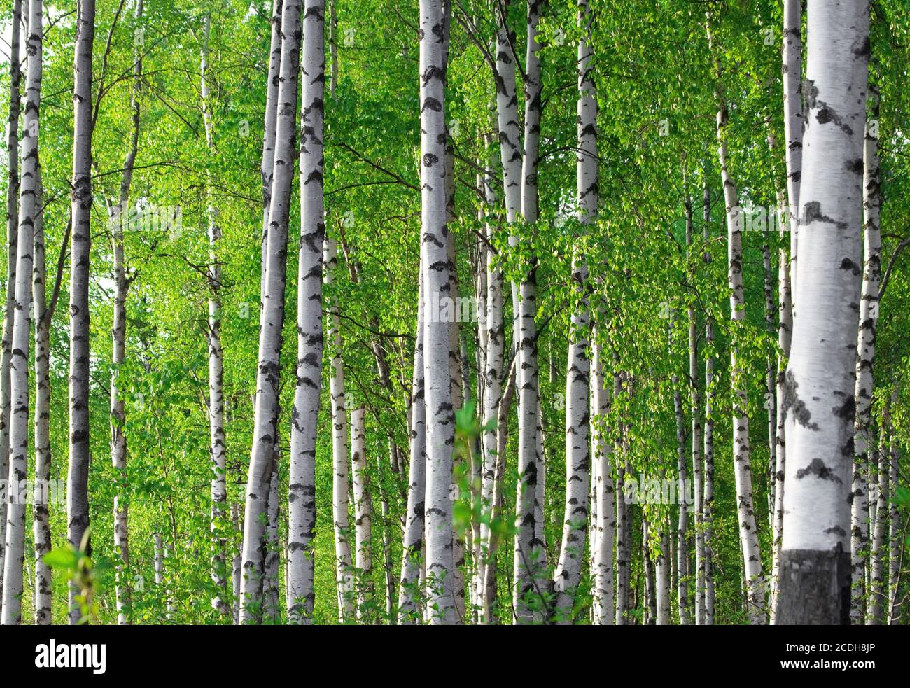 La molla verde foresta di betulla Foto Stock