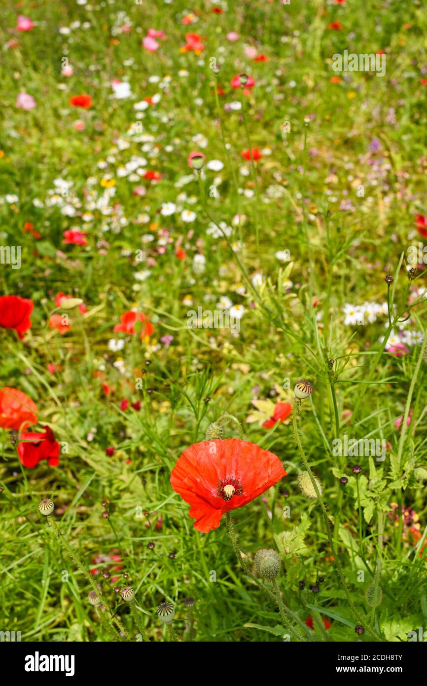 Papavero rosso e altri fiori selvatici in un campo. Nessuna gente. Spazio di copia. Foto Stock