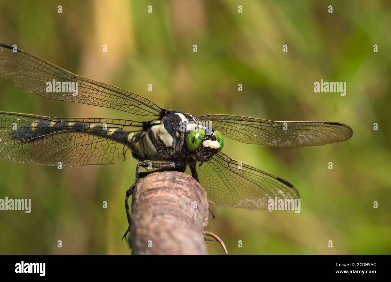 Grande libellula con occhi verdi Foto Stock