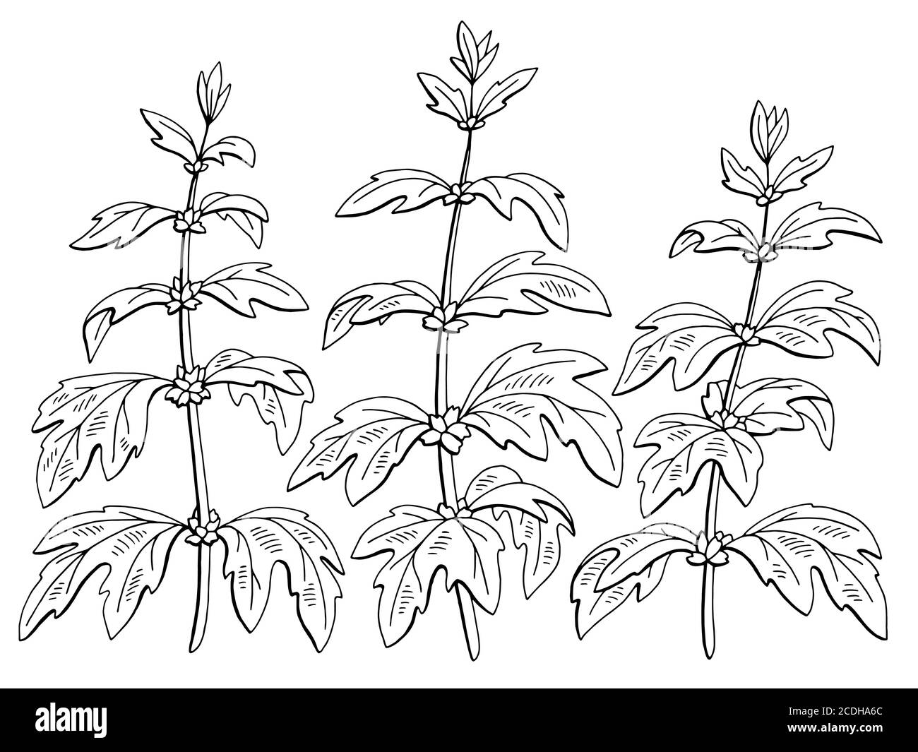 Motherwort pianta grafica nero bianco isolato disegno vettore Illustrazione Vettoriale