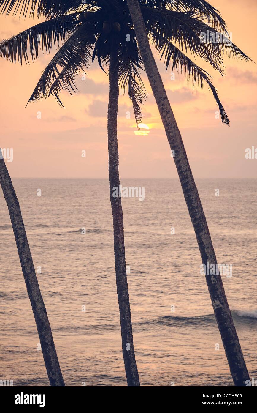 Palme da cocco silhouette al tramonto, tonalità colore applicato, fuoco selettivo, Sri Lanka. Foto Stock