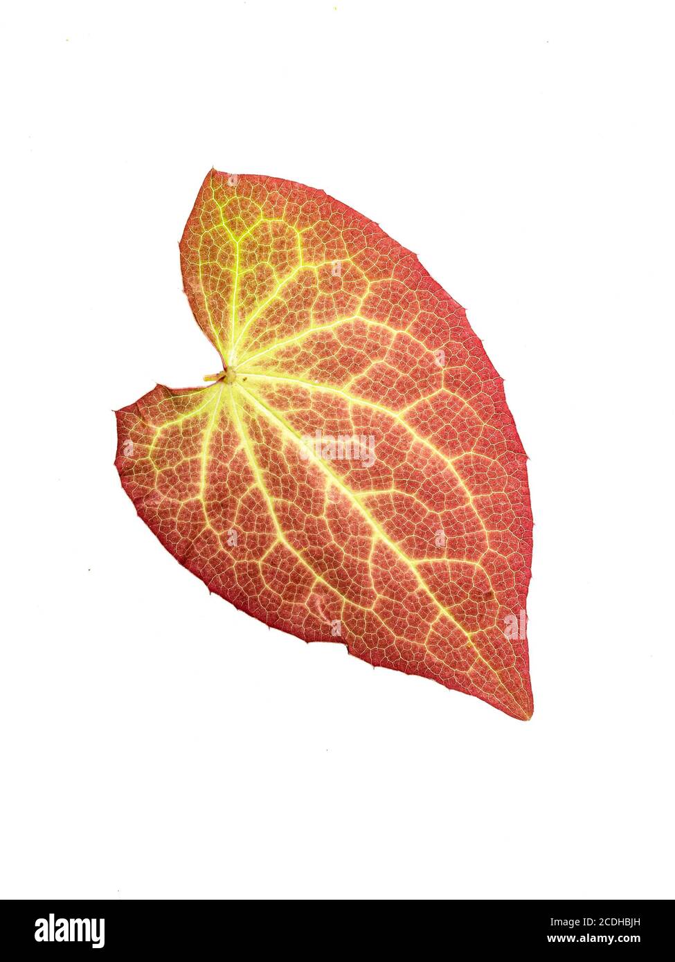 Una singola foglia di Epimedio che mostra i colori arancio e rosso autunno su uno sfondo bianco chiaro Foto Stock