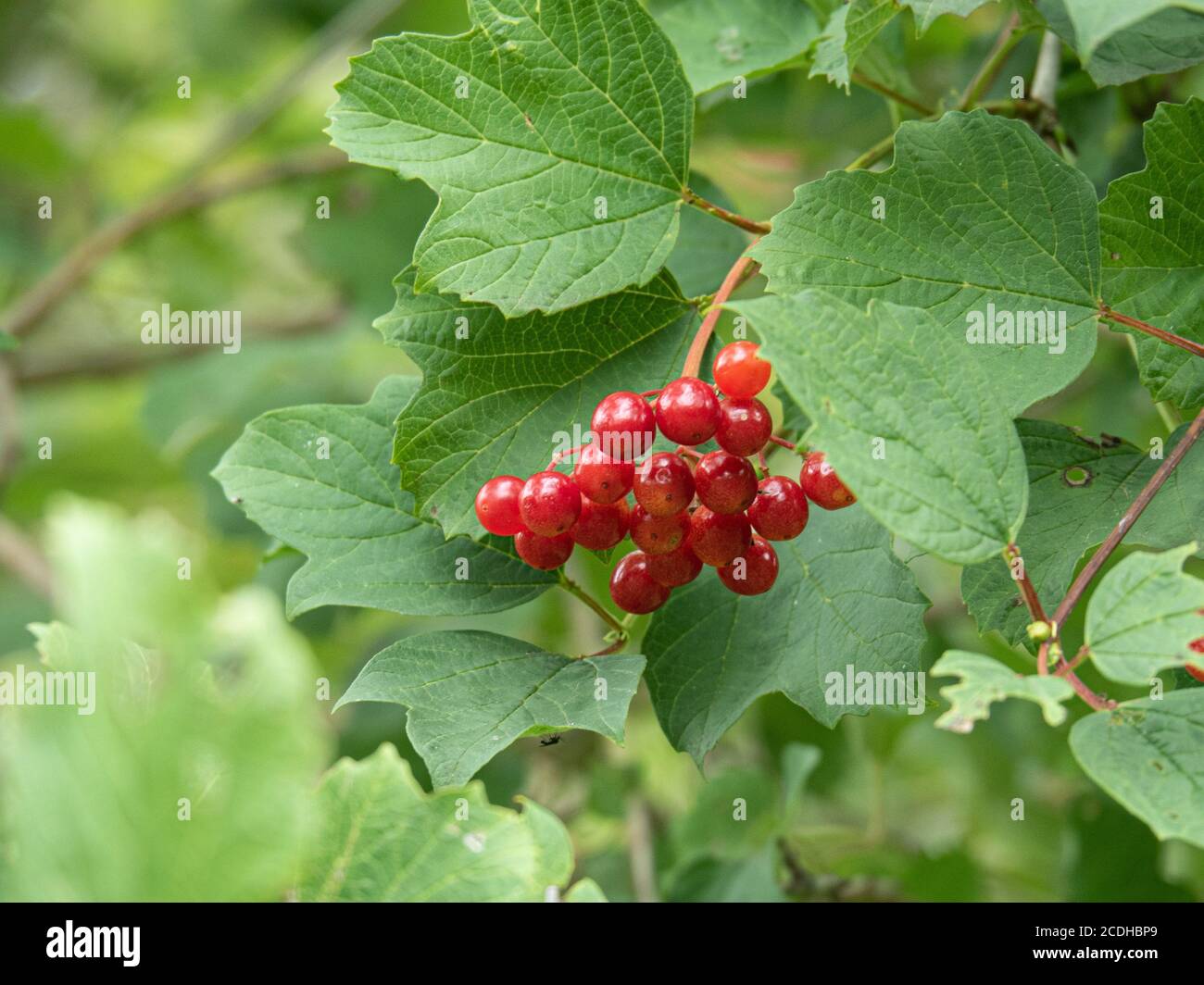 Un gruppo di bacche rotonde di rosso brillante di rosa di guelder (Oviburnum Opulus) contro le tre foglie verdi lobate Foto Stock