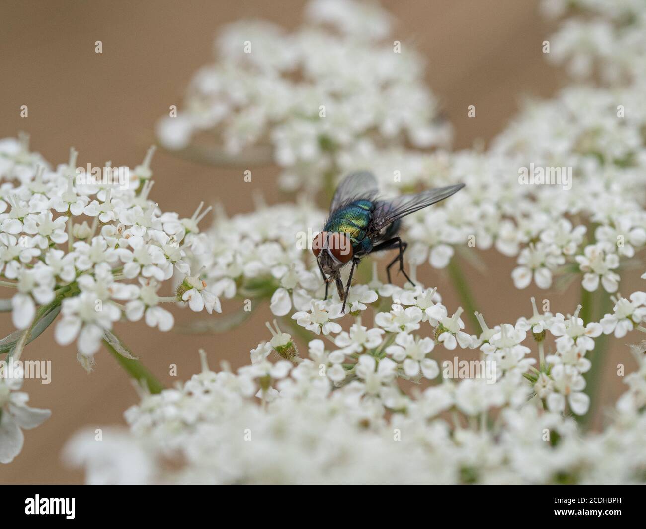 Un primo piano di un comune volata verde bottiglia - Lucilia sericata che si nuota sulla testa di fiore di una carota selvatica - Carota del rubinetto Foto Stock