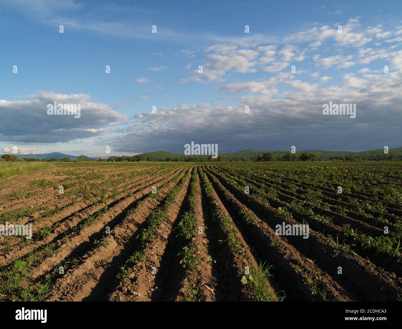 Campo di patate Foto Stock