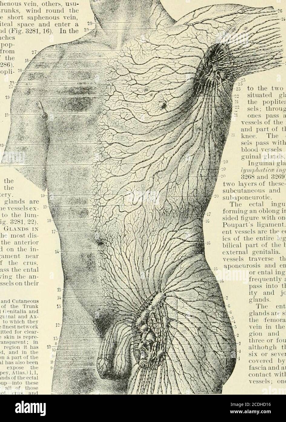 . Un manuale di riferimento delle scienze mediche che abbraccia l'intera gamma della medicina scientifica e pratica e delle scienze alleate . FIG. 3368, 633 Lyiipliatlr SJ-slein.i^YiupUatic System. MANUALE DI RIFERIMENTO DELLE SCIENZE MEDICHE. paw) dimostrare vasi ontilt Dorsum e grande piede di crostata laterale del piede. Parte dei thetrunks segue il corso della vena sapliena lunga, otheis usu-ally tronchi più grandi, vento intorno thecalf, con la ein safenosa corta del tlie, allo spazio popliteal e alla ghiandola apoplitea di entei (Fig. 3281,16) in therabl)it, le ramificazioni si estendono allo spazio pop-liteal da entrambi i lati del crus (F Foto Stock