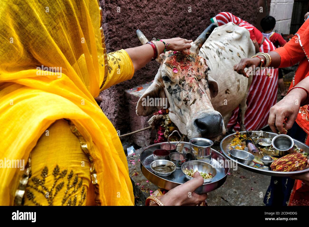 Jodhpur, India - 2020 agosto: Donne che fanno un'offerta ad una mucca nella città di Jodhpur nello stato di Rajasthan il 16 agosto 2020 in India. Foto Stock