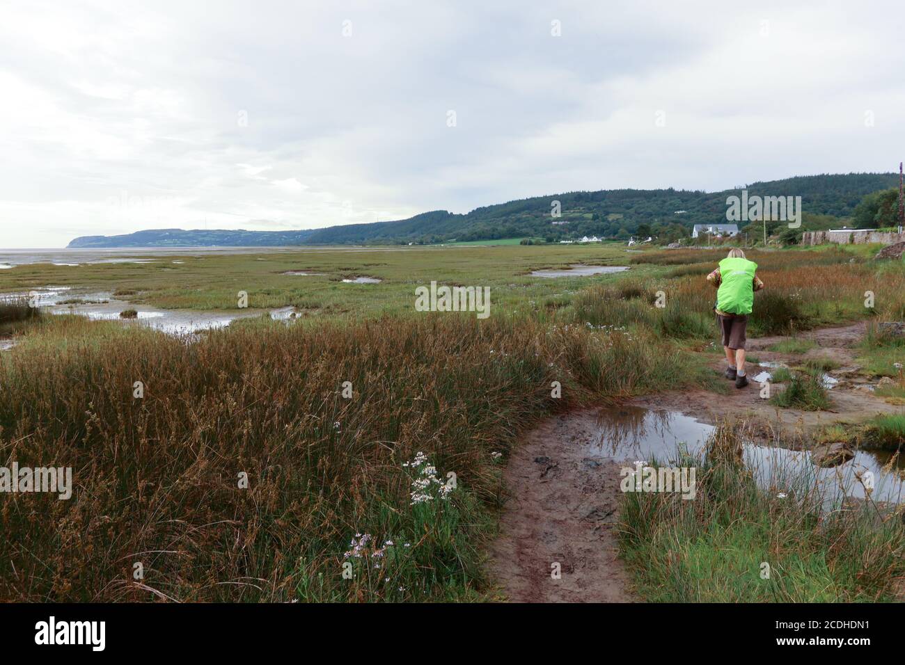 Un camminatore negozia terreni paludosi mentre cammina lungo il percorso costiero di Anglesey a Red Wharf Bay, Anglesey, Galles, Regno Unito Foto Stock