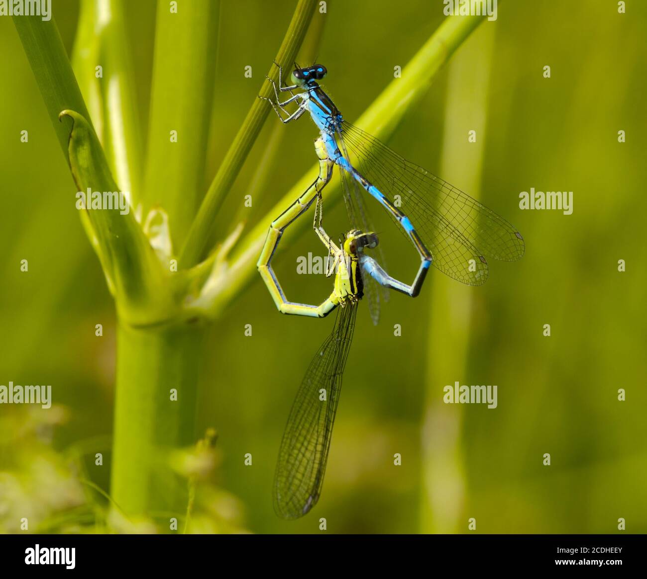 Accoppiamento di libellule Foto Stock