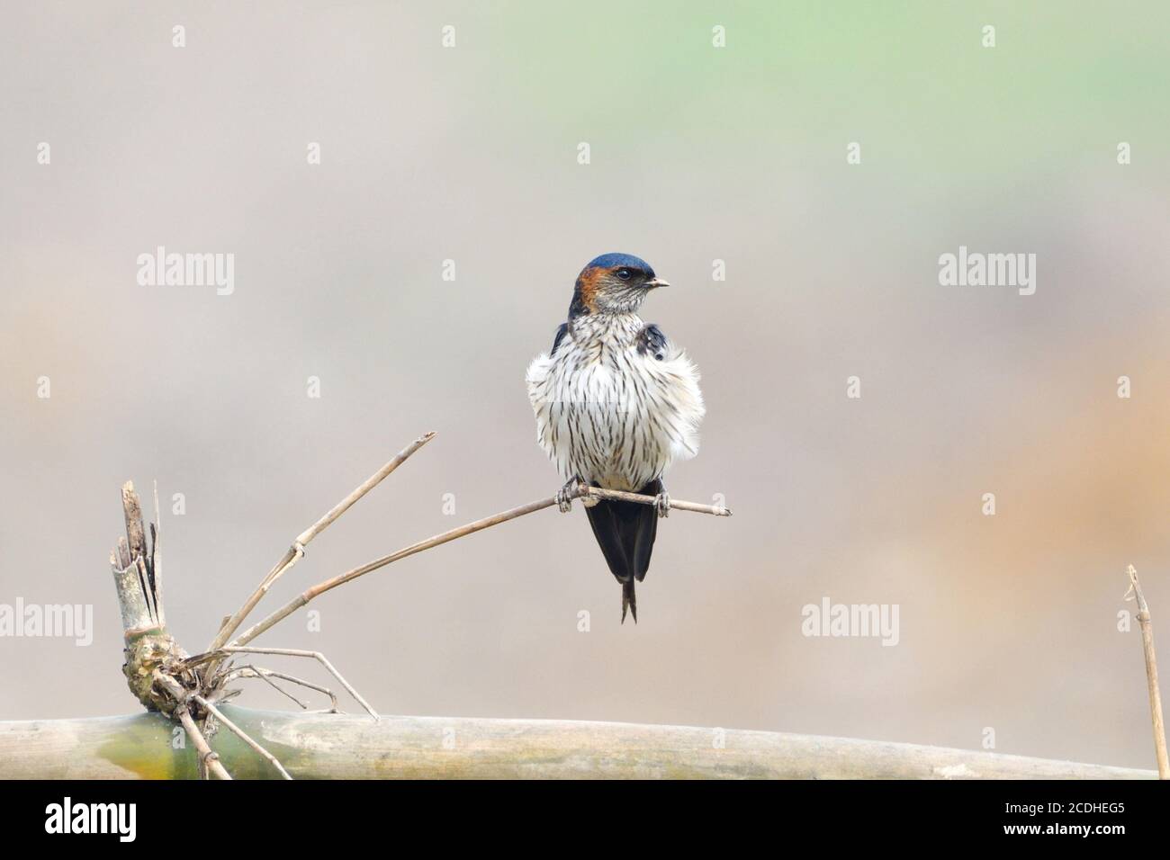 Swallow Bird è seduto su un albero morto e in attesa Per gli insetti Foto Stock