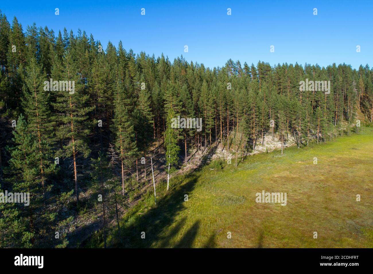 Vista aerea della foresta di pini europei taiga e della palude ( pinus sylvestris ) che crescono a esker glaciale in estate , Lintharju , Finlandia Foto Stock